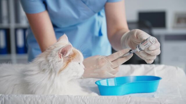 pandemic, a young female veterinary doctor injects pet with a vaccine to protect against dangerous virus and infection in a veterinary clinic