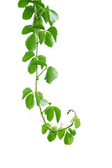 Naklejka na ściany i meble Vine with green leaves, heart shaped, twisted separately on a white background