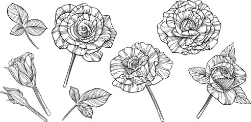Rose flowers isolated on white. Hand drawn line vector illustration. Eps 10
