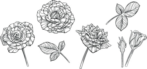 Rose flowers isolated on white. Hand drawn line vector illustration. Eps 10
