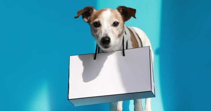 Funny Jack russell terrier puppy dog sitting on floor with white shopping bag hanging on neck blue studio background