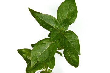Spice basil. Fresh green basil leaves isolated on white background. Basil branch o white.