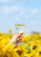 Glass of wine on a background of a sunflower field. 