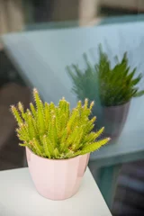 Fototapete Toilette Hylocereus undatus in a small pin-colored pot reflected in a glass at its back  © Toyakisfoto.photos