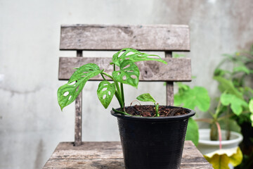 Monstera obliqua window leaf plants.