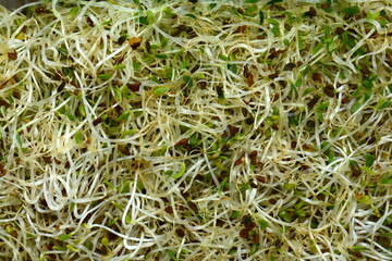 Microgreen sprouts of lucern  background. Lucern germs texture.