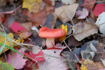 red mushroom in autumn forest