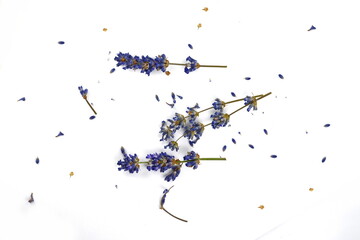 Lavender flowers in closeup. Bunch of lavender flowers isolated over white background.