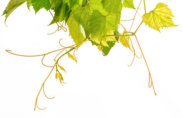 Branch of grape vine tendrils descending on white background