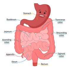 human intestine part