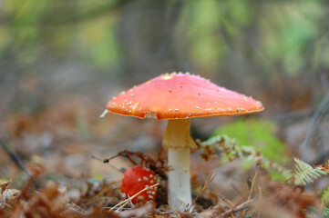 fly mushroom in forest