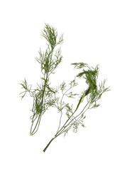 Spice Dried dill isolated. Dried dill seasoning isolated over the white background.