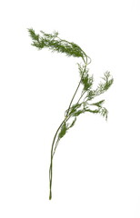 Spice Dried dill isolated. Dried dill seasoning isolated over the white background.