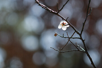 white plum blossom
