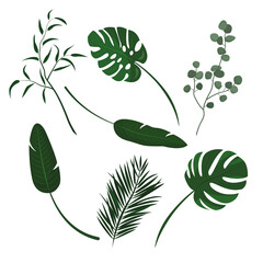 set of green plants isolated on a white background. Eucalyptus branch, monstera leaves and Nicholas strelitzia, palm branch