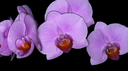 Fototapeta na wymiar Orchids blossom close up. Orchid flower bloom. Phalaenopsis orchid.