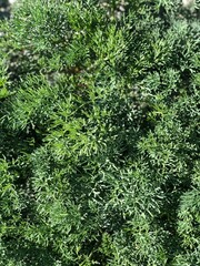 green fern background