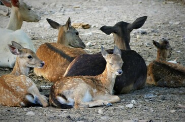 Cute baby deers resting in nature