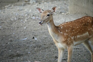 Portrait of cute young deer in the nature
