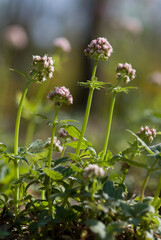 valerian fiowers