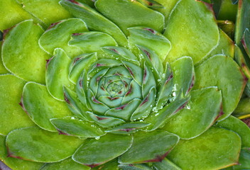 Fototapeta premium top view of a beautiful green succulent (floristic close-up detail shot, top view)