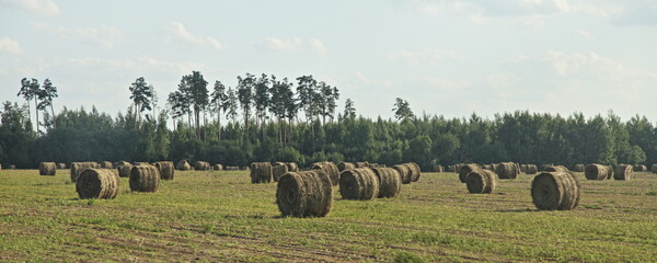 Harvested field with linum straw bales at autumn day, linen raw harvesting in West Russia