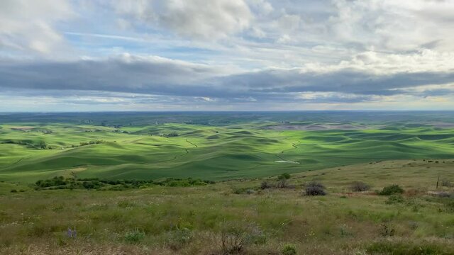 Panoramic view of the rolling green hills of wheat fields in The Palouse from Steptoe Butte at golden hour.