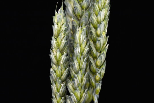 green ears of wheat on a black background. Green young wheat isolated on black. 