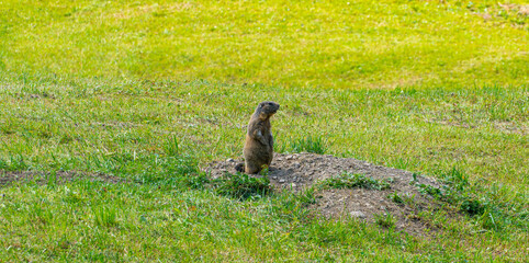 Fototapeta premium marmot in the grass