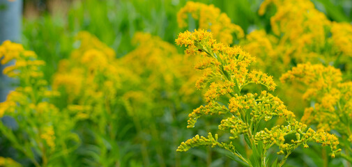 Obraz premium yellow flowers in a field
