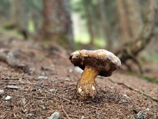 a big mushroom on the pine forest floor