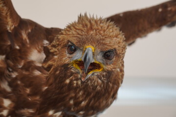 Wildtiere im Nationalpark Hohe Tauern: Steinadler