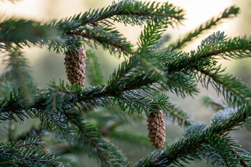young spruce cone at the twigs