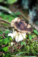 not a beautiful boletus edulis with slug damages on the forest floor