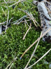 Moss in the forest