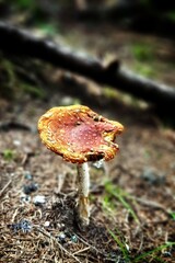 slug damages, eaten from a snail a fly agaric in the forest