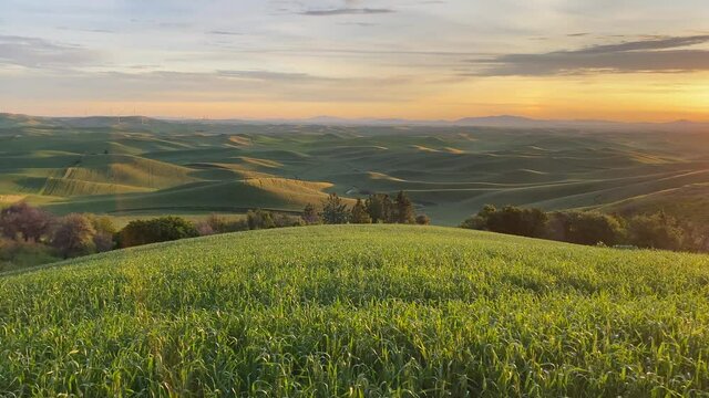 Rolling green hills of the Palouse are so lovely at sunrise from the lower viewpoint of Steptoe Butte, with birds singing.