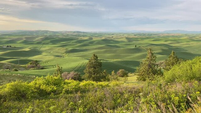Rolling green hills of the Palouse are so lovely at sunrise from the lower viewpoint of Steptoe Butte, with birds singing.