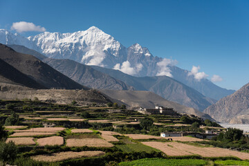 Buckwheat and rice paddy in Kagbeni village with background of Nilgiri mountain peak. Himalaya mountains range in Nepal