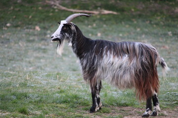 chèvre