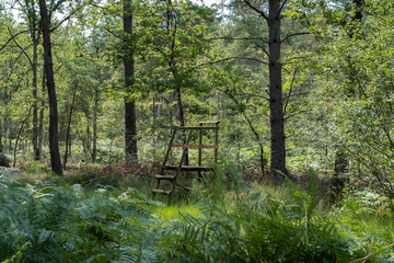 hunter cabin in the forest of Sologne;, 