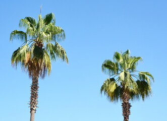 Fototapeta premium palm trees bottom view to the tops. In the foreground in the center of the curve the trunk of a tree with green branches against a blue sky. 