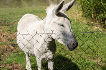 Donkey winking behind its fence