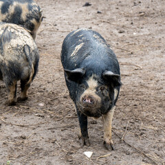 black and brown pigs on the farm