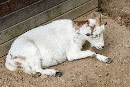 baby goat on the farm