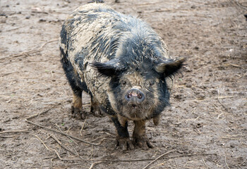 dirty black pig in mud