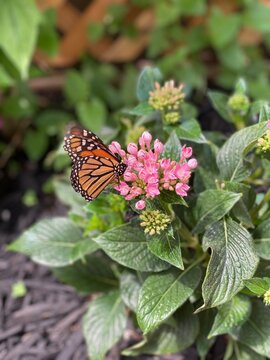 Monarch butterfly sitting on a pink flower in Mackinac Island, Michigan