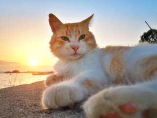 Really sweet cat relaxing at sunset at the park. Beautiful white and orange cat with green eyes...