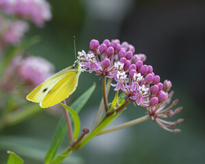 Large cabbage white butterfly on a marsh milkweed