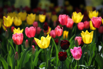 Colorful Tulip in Flower Garden